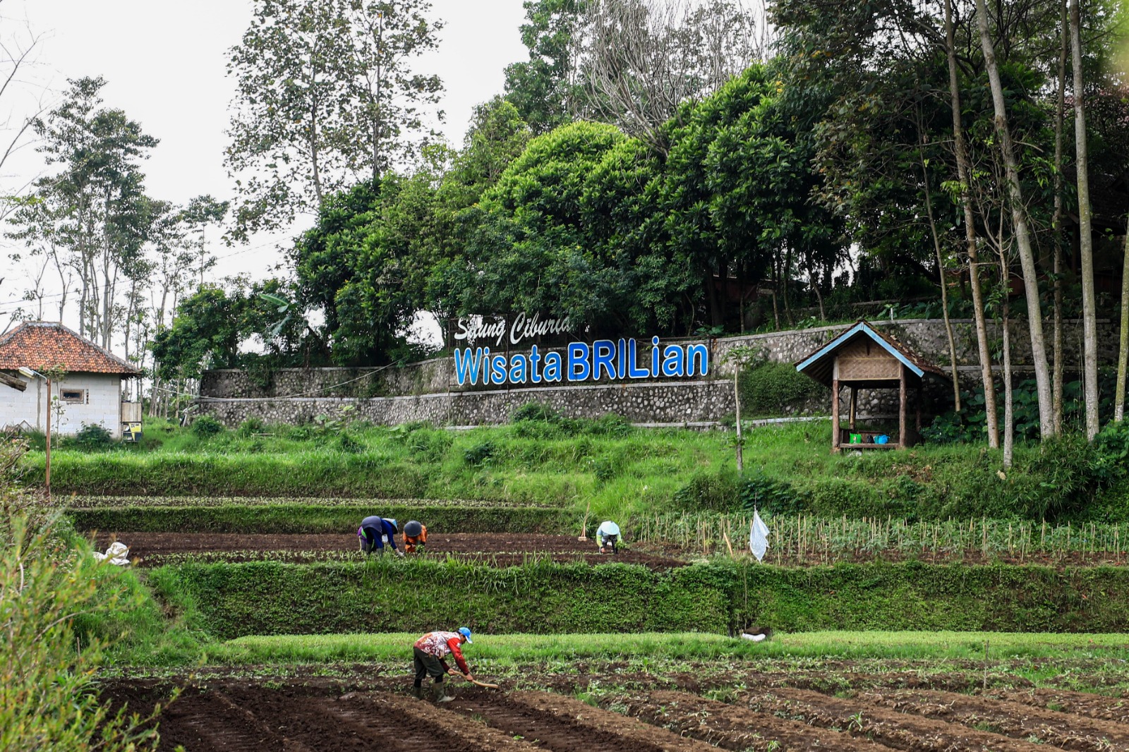 Program Desa BRILiaN yang diinisiasi BRI telah menjangkau 5.245 desa di Indonesia.
