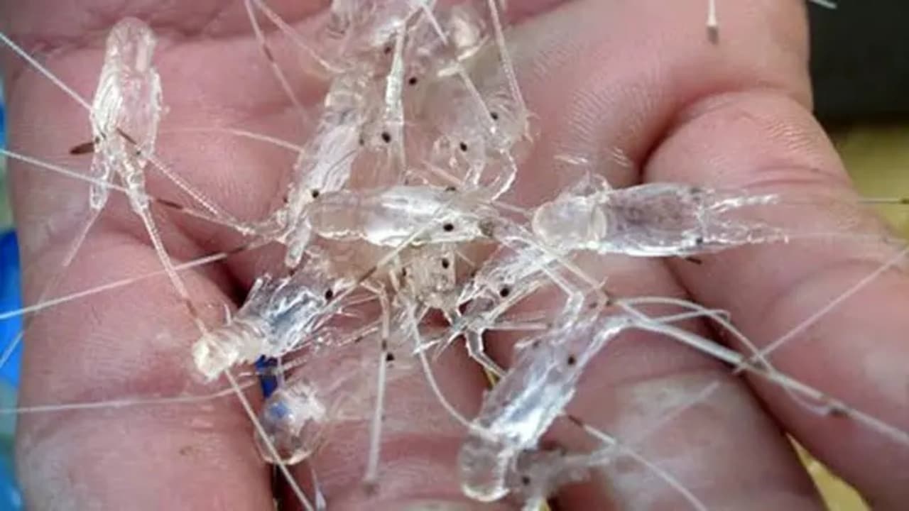 Bayi lobster atau benur di Pacitan terdampak moratorium, harga anjlok dan aktivitas nelayan terhenti. DOK RADAR PACITAN