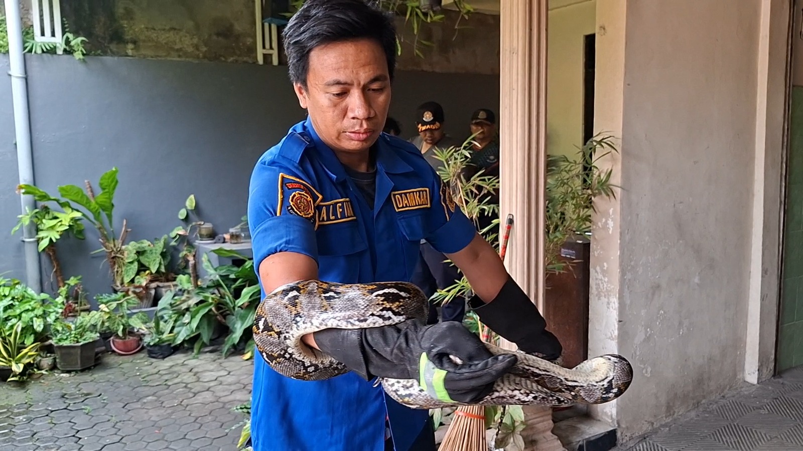 Petugas Damkar Kabupaten Madiun mengevakuasi ular sanca sepanjang tiga meter dari rumah warga Kelurahan Nglames, Kecamatan Madiun, Selasa (3/2). FOTO: ISTIMEWA