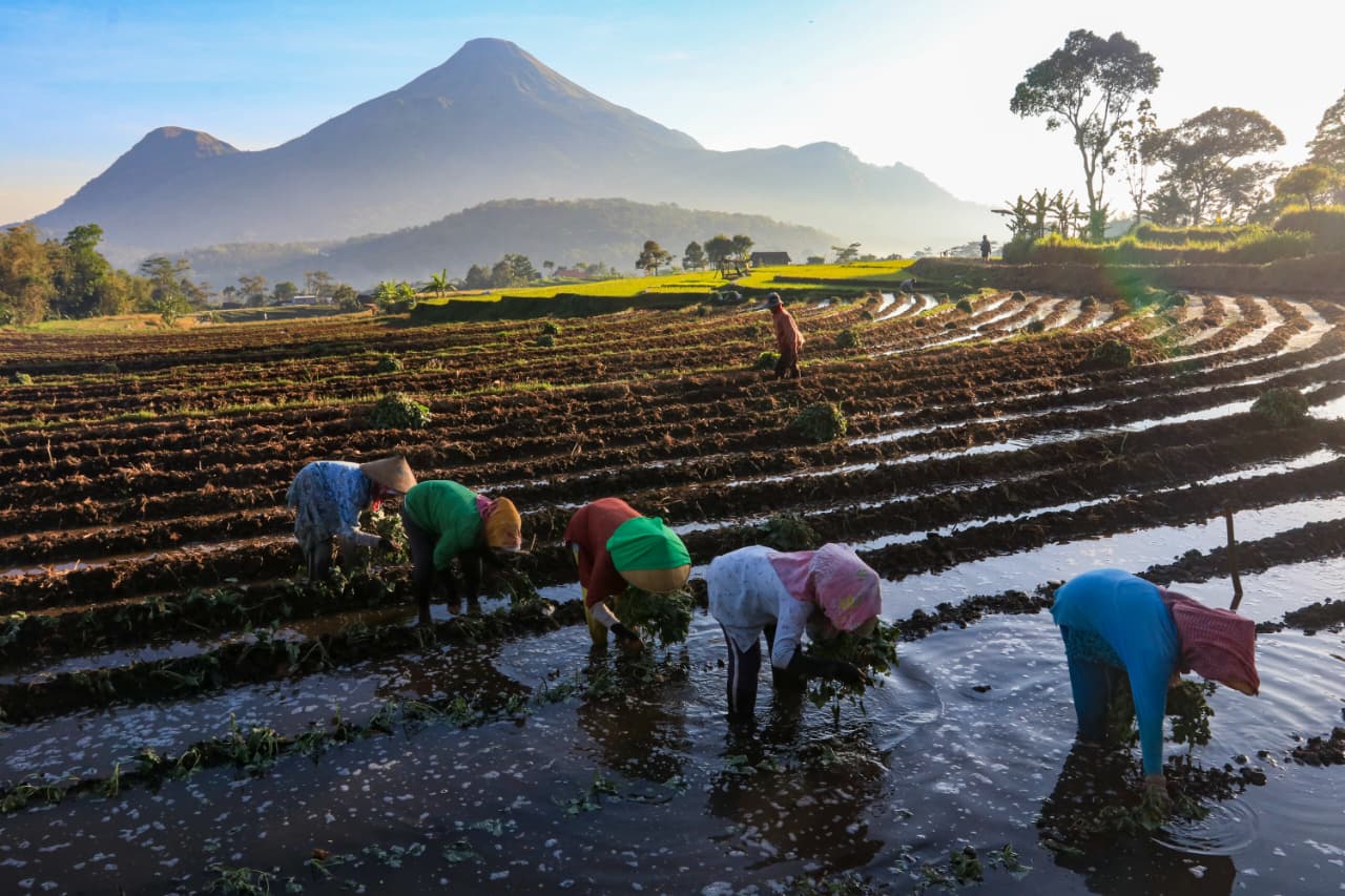 Syiro Judin Abbas, petani padi di Rorotan, Jakarta Utara, merasakan manfaat KUR BRI untuk modal tanam hingga perawatan sawah.