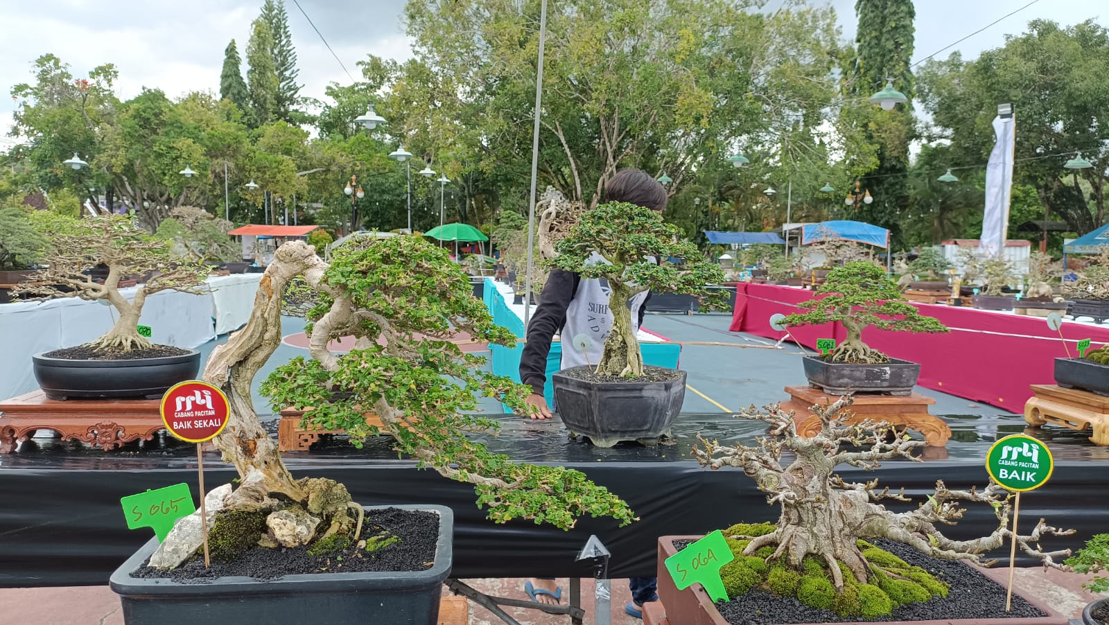 MELIUK-LIUK: Ratusan bonsai ikut pameran sekaligus kontes di Alun-Alun Pacitan dalam rangka Hari Jadi ke-281 Pacitan. NUR CAHYONO/RADAR PACITAN