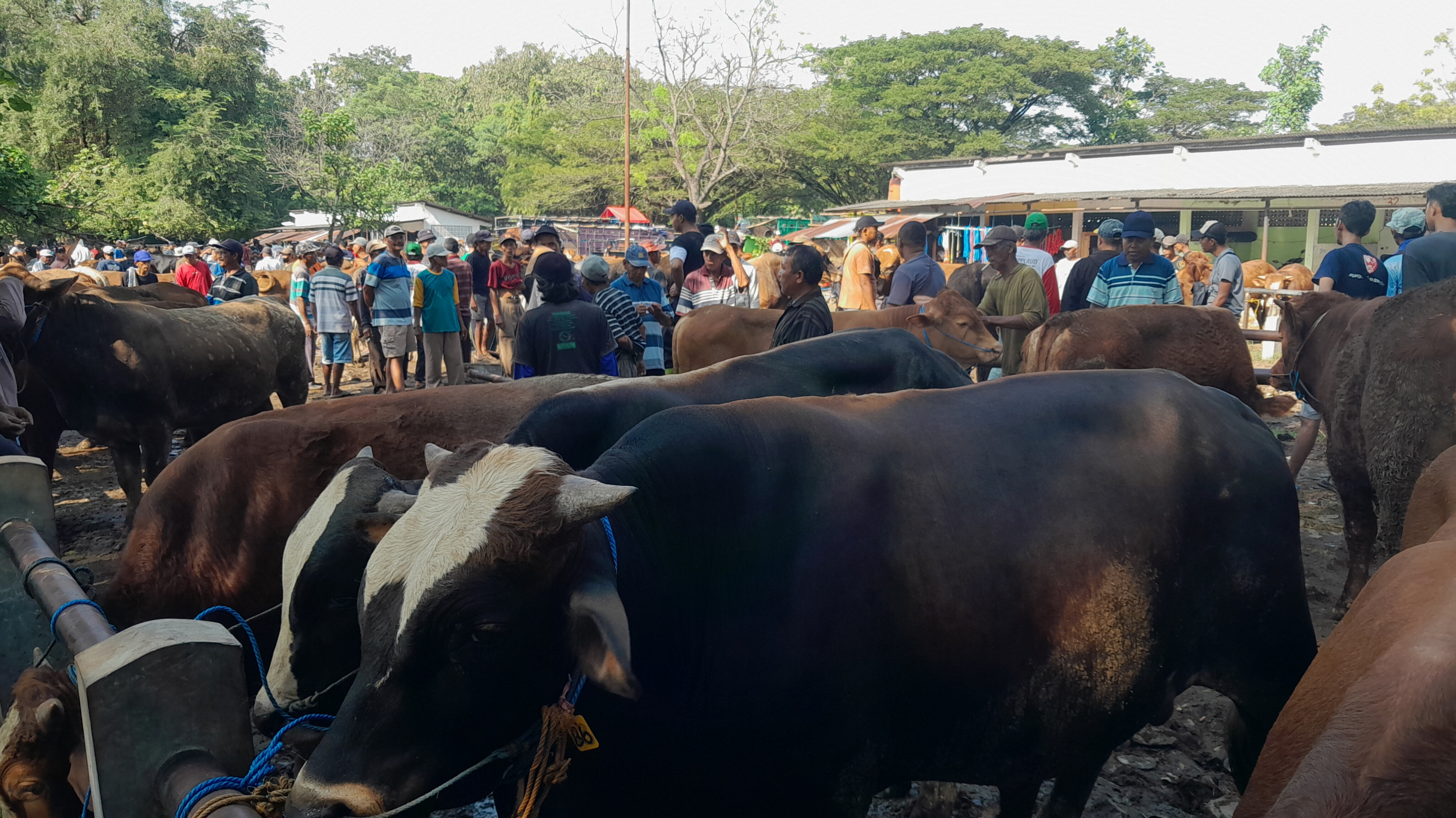 PMK MEREBAK: Pemkab Ngawi mengintensifkan vaksinasi sapi door to door untuk menekan penyebaran penyakit mulut dan kuku di 11 kecamatan. DOK RADAR NGAWI