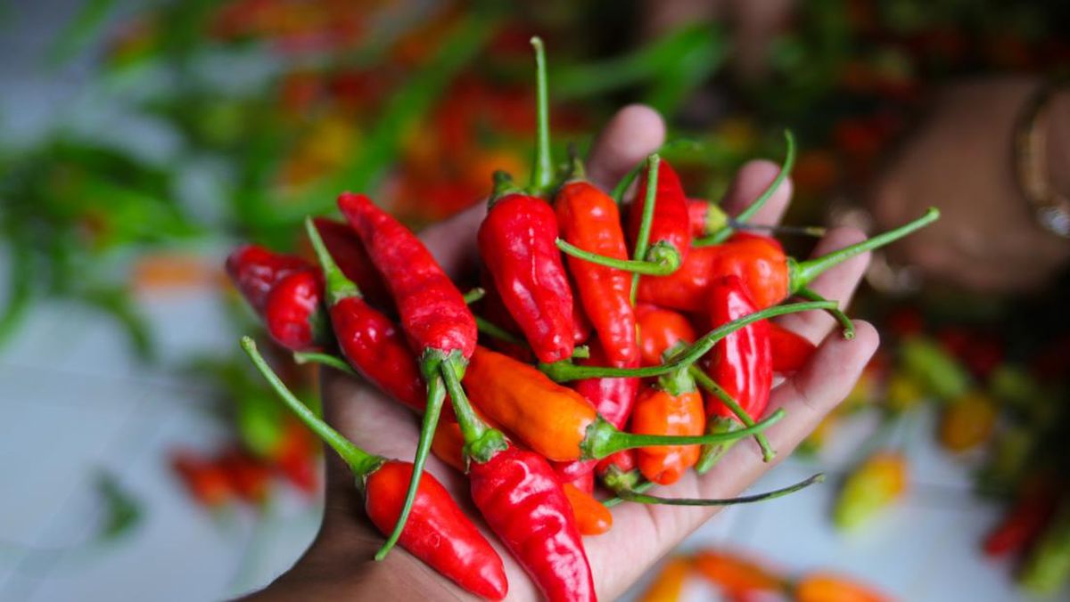 Ilustrasi Cabai Merah (Getty Images/iStockphoto/Jamaludin Yusup)