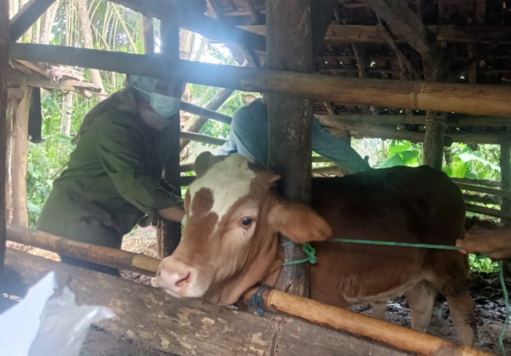 KESEHATAN HEWAN: Salah satu momen vaksinasi PMK di Pacitan beberapa waktu lalu. DOK RADAR PACITAN