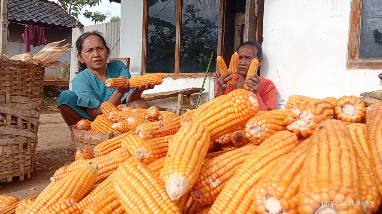 PANEN RAYA: Petani di Kecamatan Kare memanen jagung. Bulog Madiun menargetkan serapan 10.105 ton sepanjang 2026. DIAN RAHAYU/RADAR MADIUN