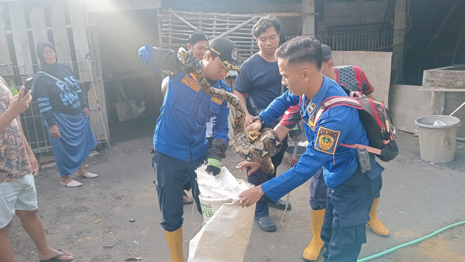 EVAKUASI: Petugas Damkar Kabupaten Madiun mengevakuasi ular piton sepanjang sekitar 3 meter di Kelurahan Munggut, Kecamatan Wungu. DIAN RAHAYU/RADAR MADIUN