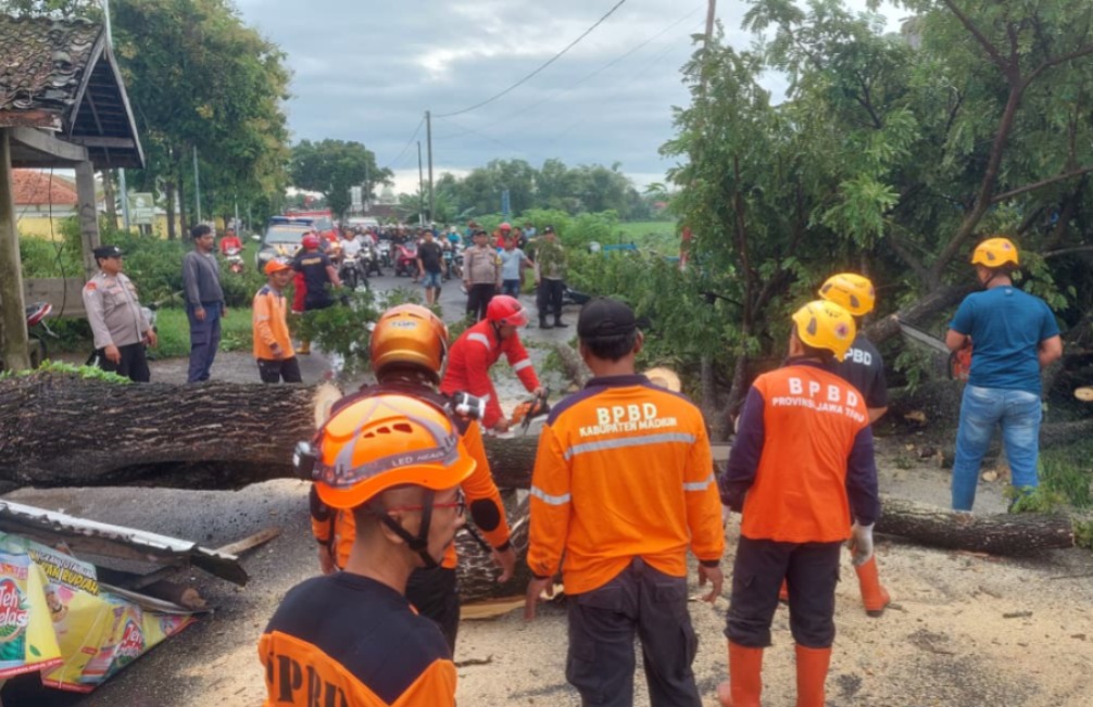 POTONG: Petugas BPBD bersama relawan bahu membahu memotong pohon trembesi raksasa yang menutup jalur Kaibon&ndash;Nglandung di Kecamatan Geger. LODITYA FERNANDES/RADAR MADIUN