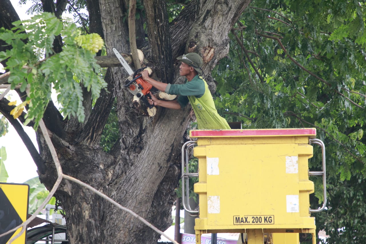 ANTISIPASI: Disperkim Kota Madiun memangkas pohon-pohon besar di jalur protokol untuk mencegah pohon tumbang. DOK RADAR MADIUN
