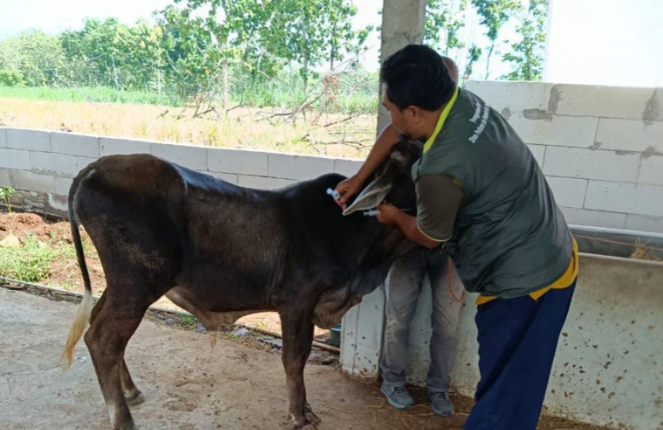 VAKSINASI: Petugas kesehatan hewan DPP Ngawi menyuntik vaksin PMK pada ternak sapi sebagai upaya pencegahan penyebaran penyakit. ASEP SYAEFUL/RADAR NGAWI