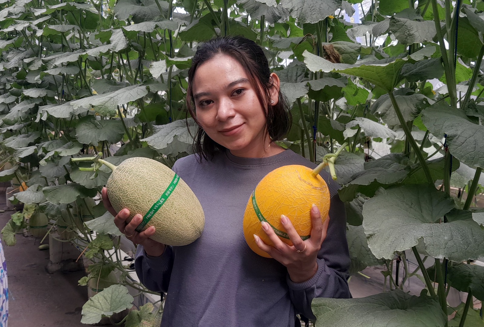 MELON PREMIUM: Pengunjung menunjukkan melon hasil panen green house Desa Pelang Kidul, Kedunggalar, yang dikembangkan dari dana desa sebagai agrowisata edukatif. ASEP SYAEFUL/RADAR NGAWI