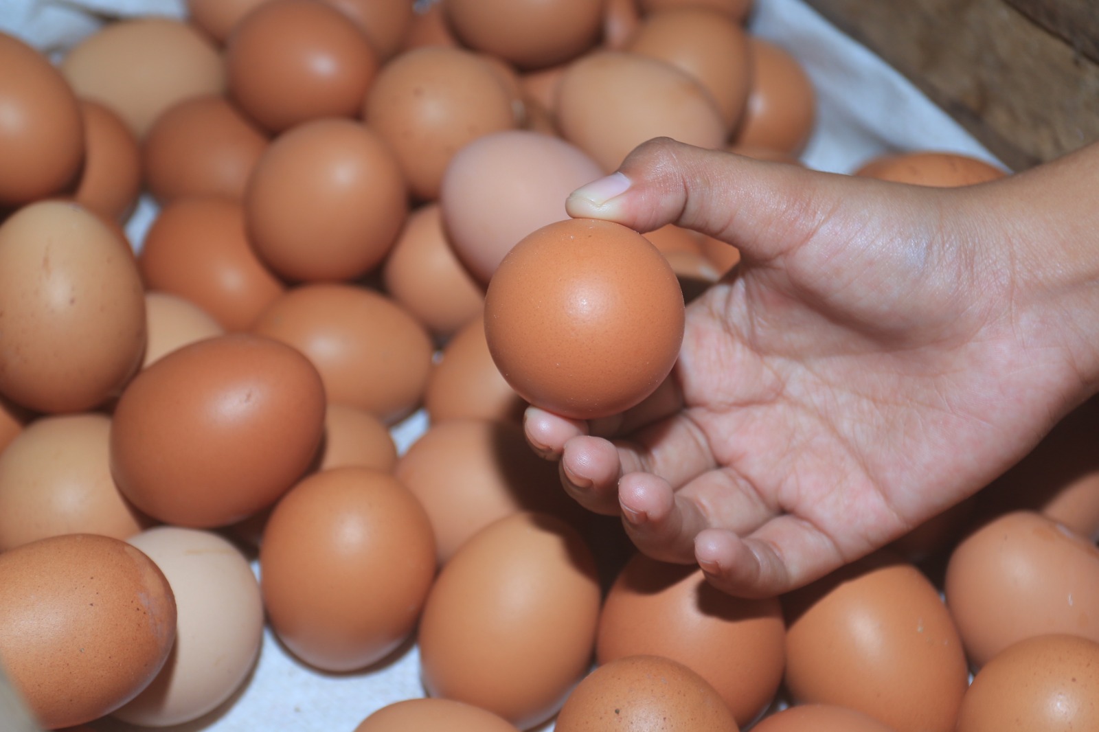 BAHAN POKOK: Daging ayam ras dan telur ayam menjadi komoditas yang kerap memicu inflasi Kota Madiun saat Ramadan. BAGAS BIMANTARA/RADAR MADIUN