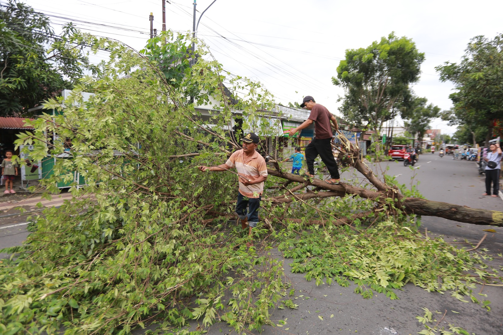 POHON TUMBANG: Petugas BPBD mengevakuasi pohon tumbang akibat angin kencang di salah satu titik di Kota Madiun. BAGAS BIMANTARA/RADAR MADIUN