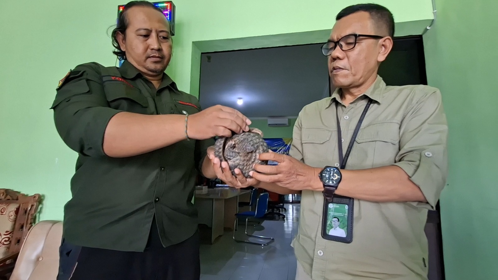 DIAMANKAN: Relawan JSI Madiun menyerahkan trenggiling temuan warga kepada petugas BKSDA Wilayah I Madiun. LODITYA FERNANDES/RADAR MADIUN