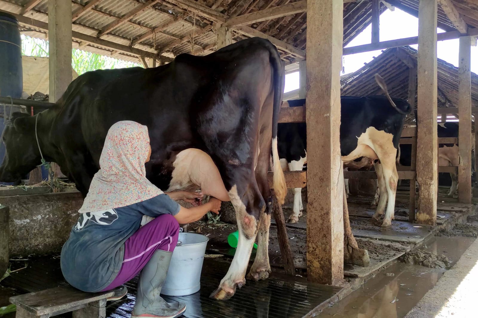 AKTIVITAS PETERNAKAN: Pemkab Pacitan menyiapkan proposal untuk mendapatkan sapi perah dari program impor nasional. NUR CAHYONO/RADAR PACITAN