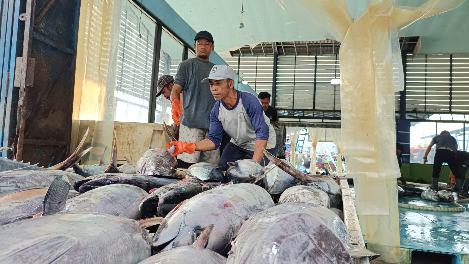 Nelayan menurunkan ikan hasil tangkapan di Pelabuhan Pacitan. Ribuan nelayan setempat belum terlindungi BPJS Ketenagakerjaan. NUR CAHYONO/RADAR PACITAN