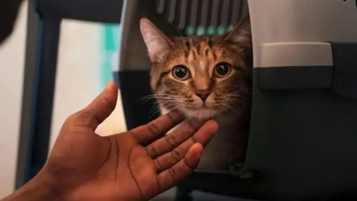 Ilustrasi mudik bawa kucing. (freepik)