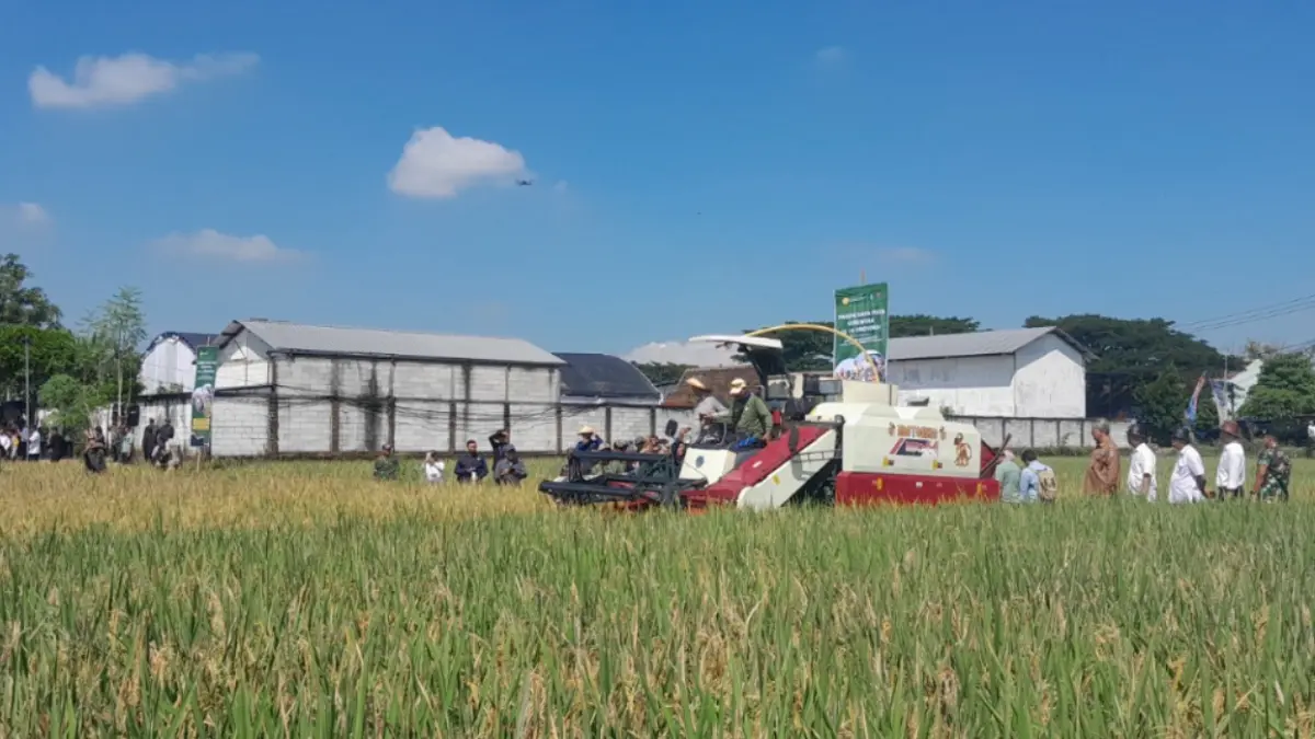 Petani memanen padi di Ngawi. Produksi triwulan I 2026 meningkat seiring bertambahnya luas panen. DOK RADAR NGAWI
