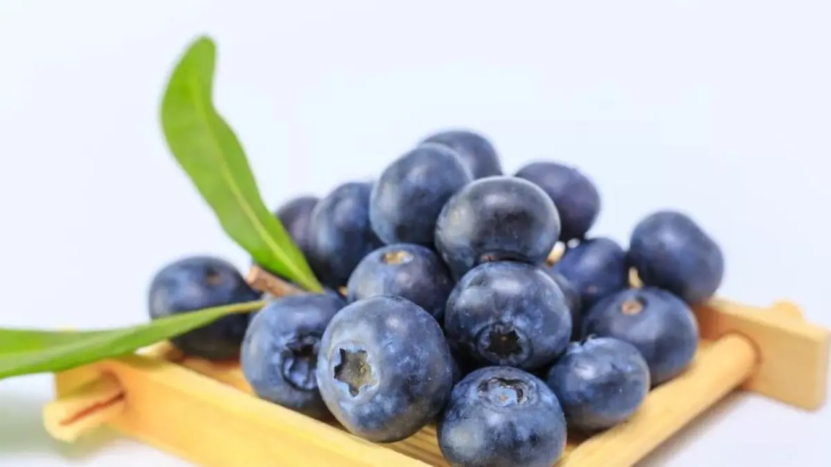 Ilustrasi buah blueberry untuk bayi.