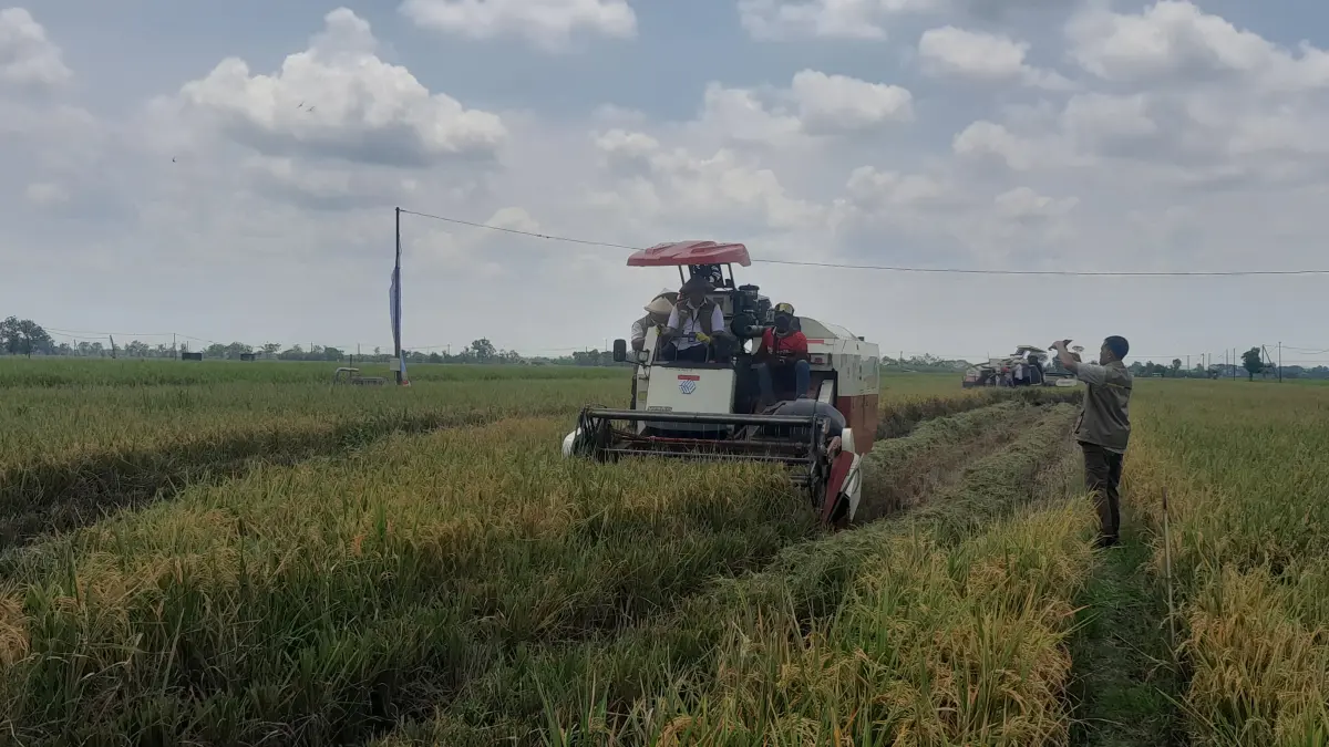 Panen raya di Ngawi menunjukkan produktivitas padi tinggi yang mendorong serapan gabah oleh Bulog terus meningkat. ASEP SYAEFUL/RADAR NGAWI