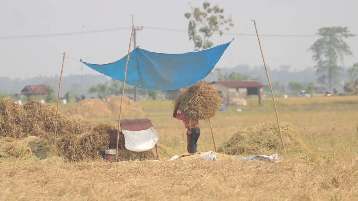 Petani Ponorogo mulai panen dan bersiap menghadapi musim kemarau dengan memilih varietas padi tahan kekeringan. SUGENG DWI N/RADAR PONOROGO
