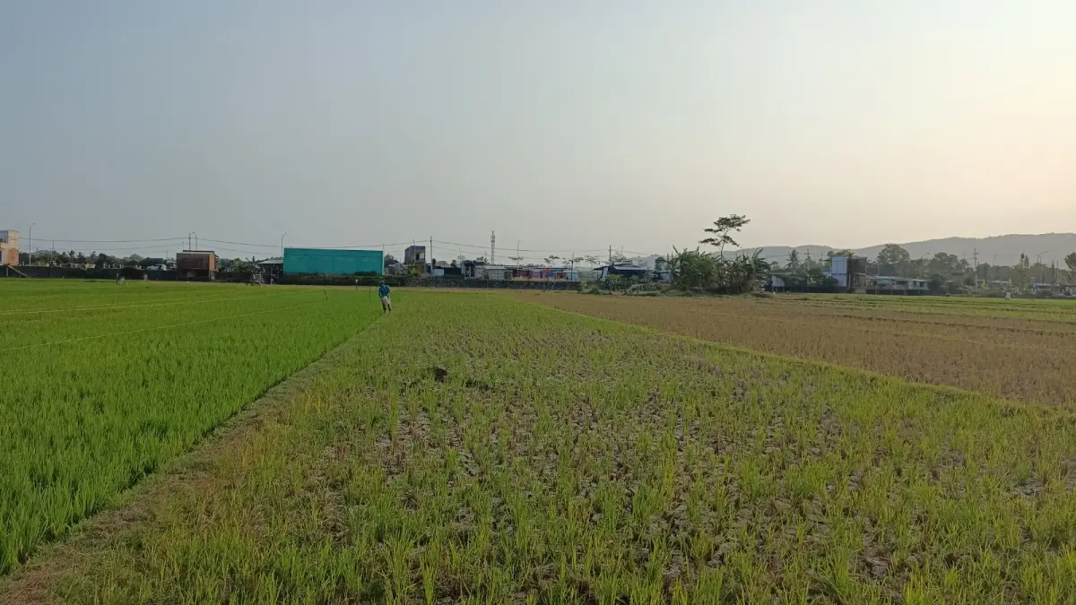 Petani di Pacitan diimbau beralih ke palawija menghadapi ancaman kekeringan akibat El Nino ekstrem. NUR CAHYONO/RADAR PACITAN