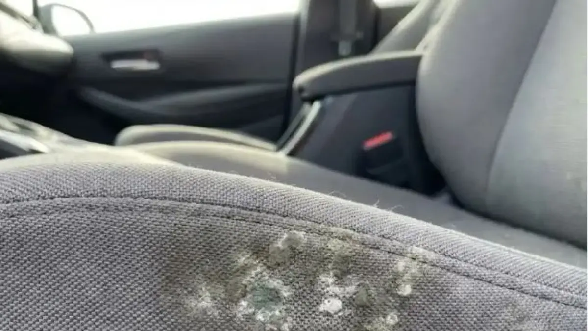 Jok mobil berjamur. (ASTRA)