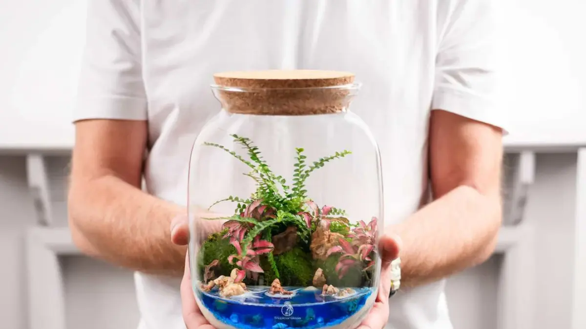 Mini terrarium sebagai hadiah atau suvenir. (TROPICAL GLASS)