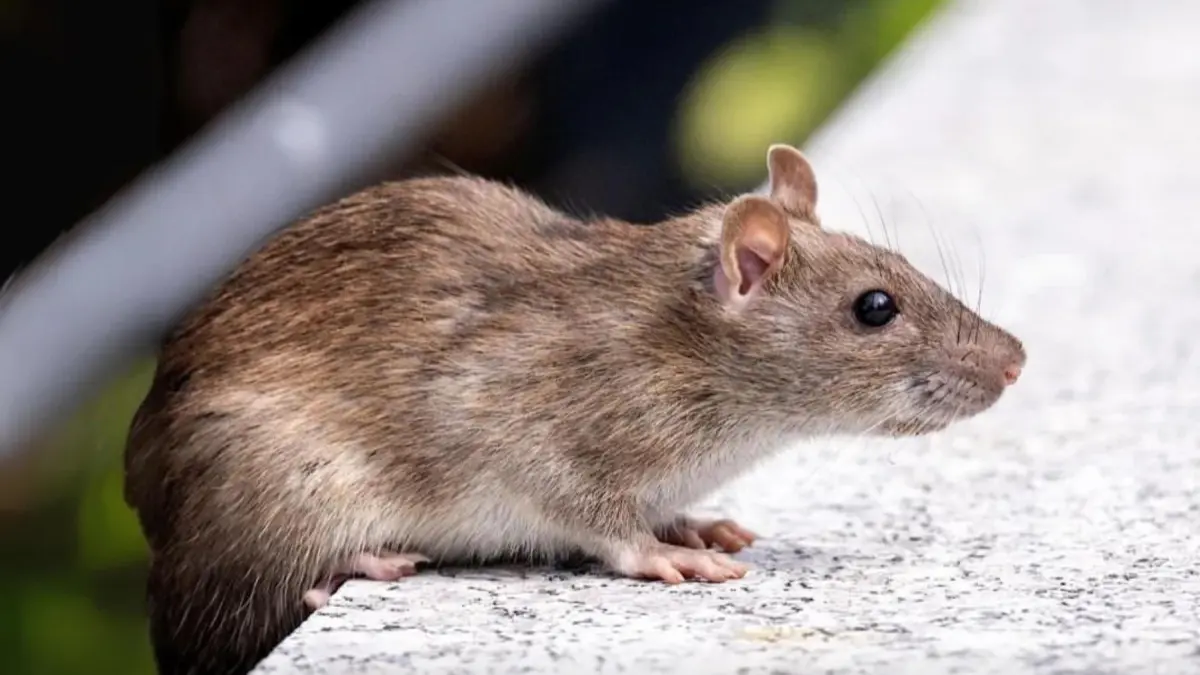 Petugas kesehatan mengimbau warga menjaga kebersihan lingkungan untuk mencegah penyebaran Leptospirosis di Ngawi. FOTO: DOK RADAR MADIUN