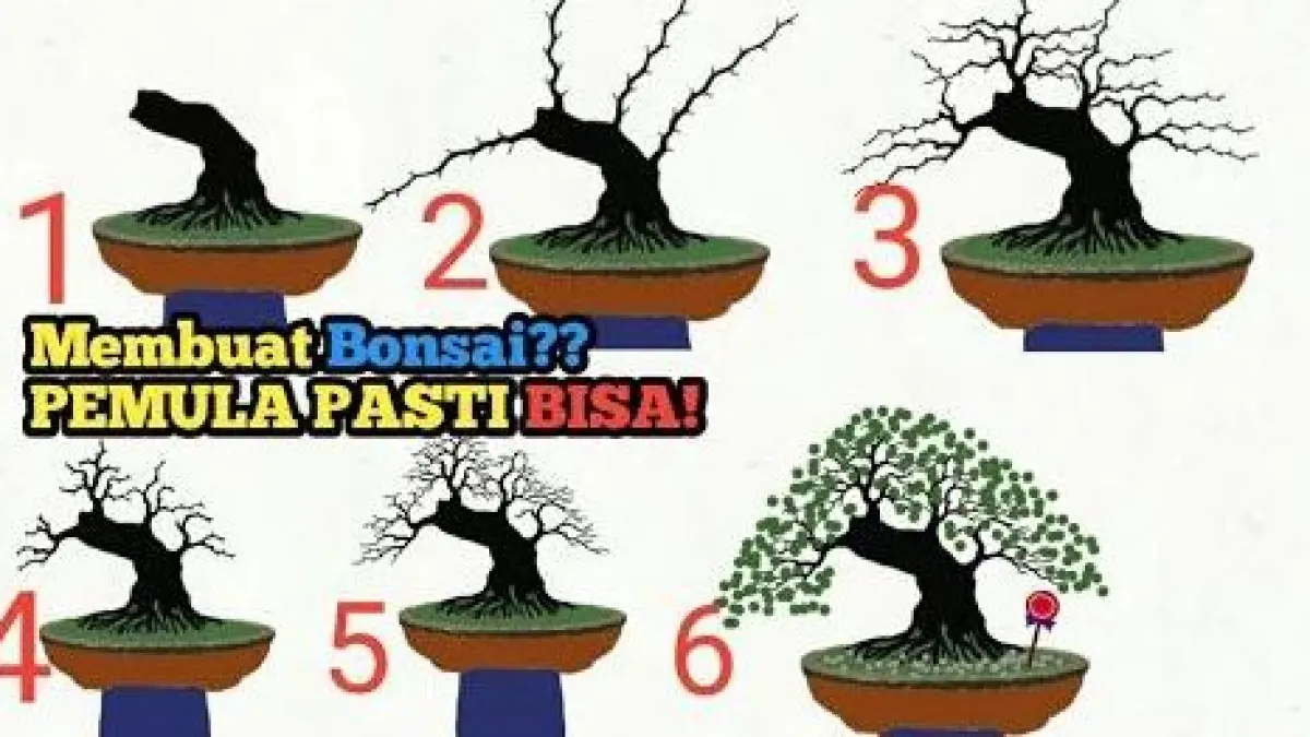 Belajar bonsai pemula. (PINTEREST)