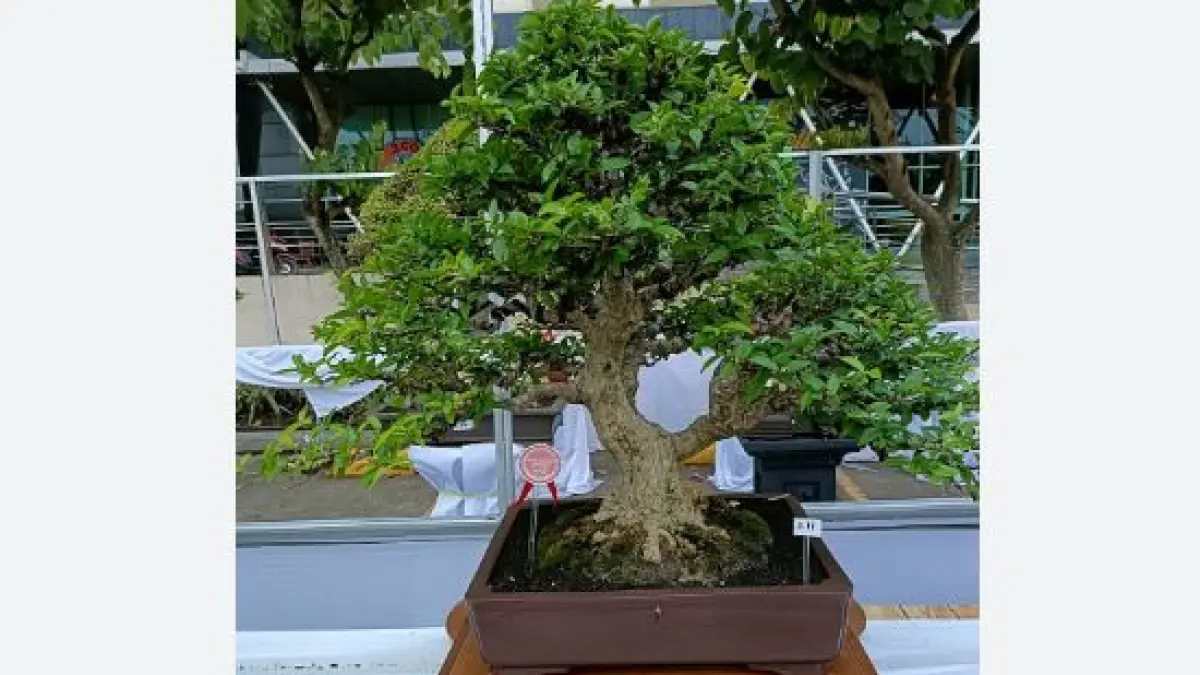 Bonsai anting putri. (ILUSTRASI)