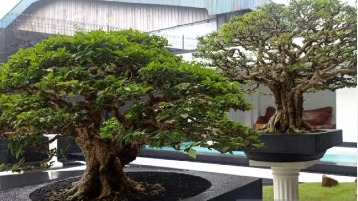Bonsai Paling Dicari. (ILUSTRASI/ANTARA)