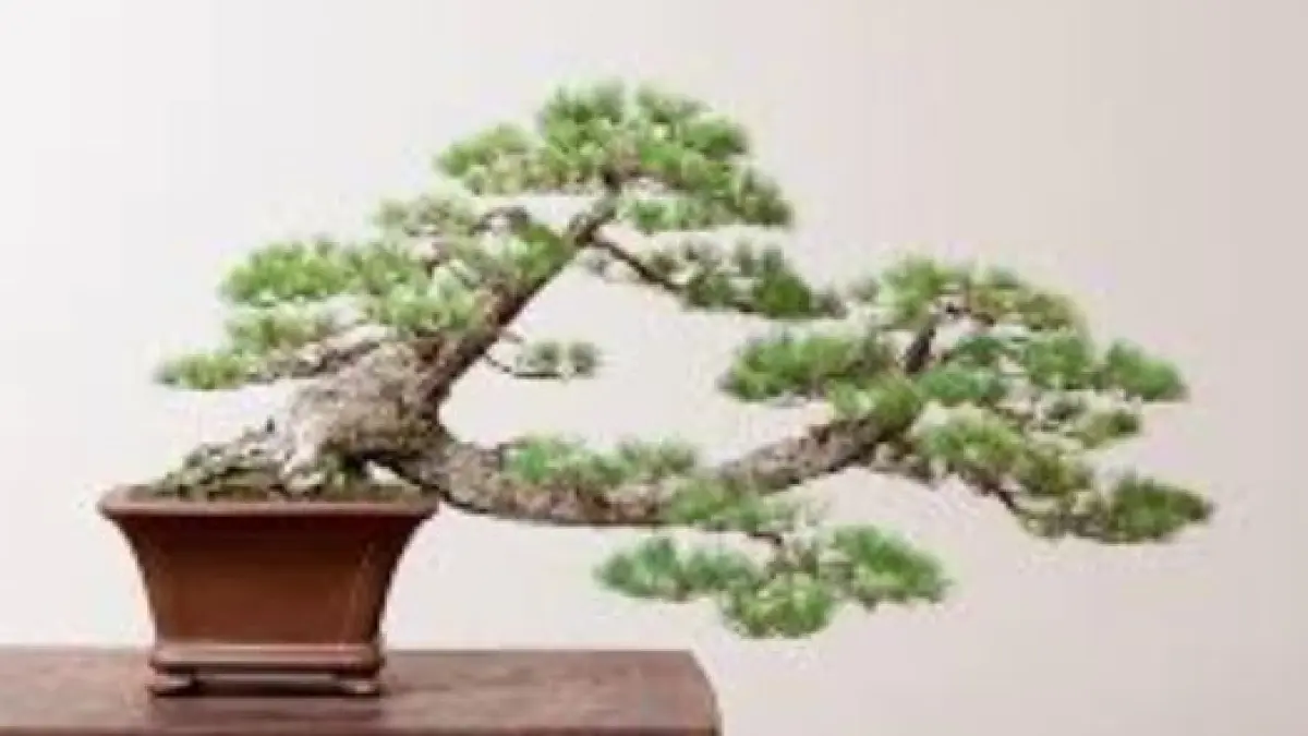  bonsai Pinus Putih Jepang. (ILUSTRASI/BONSAI MIRAI)