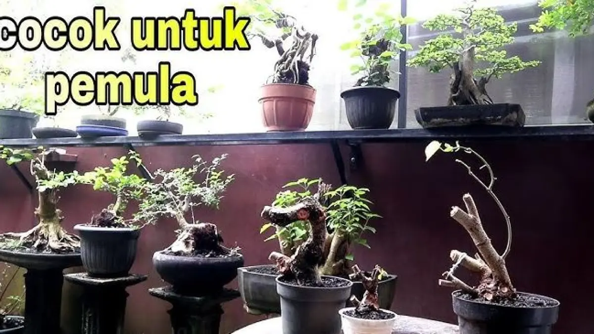 Bonsai populer cocok untuk pemula. (ILUSTRASI/YOUTUBE BONSAI MADE IN BALI) 