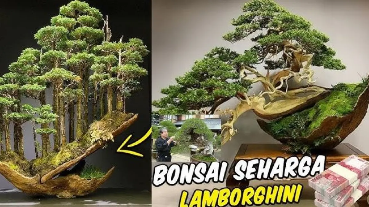 bonsai termahal di dunia. (YOUTUBE BULE JAPAN)