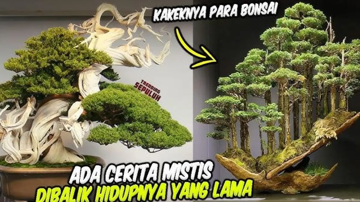 Bonsai Tertua di Dunia. (ILUSTRASI/YOUTUBE TRENDING SEPULUH)