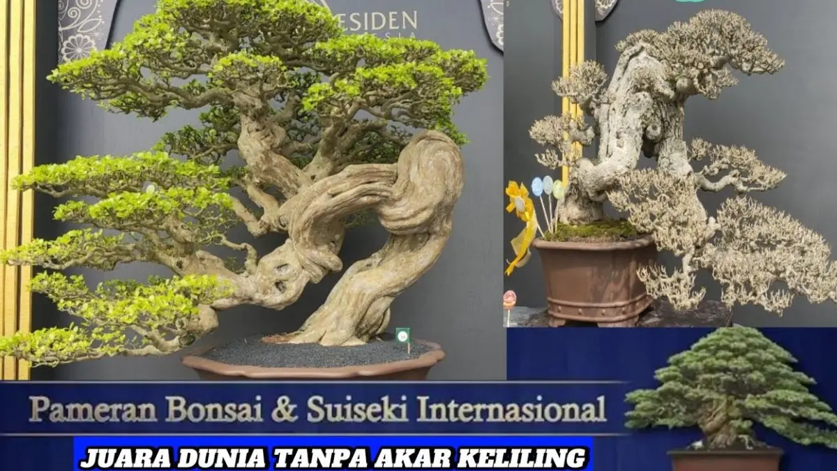 FOTO Ilustrasi bonsai pemegang rekor dunia. (YouTube EVI NURVI)  