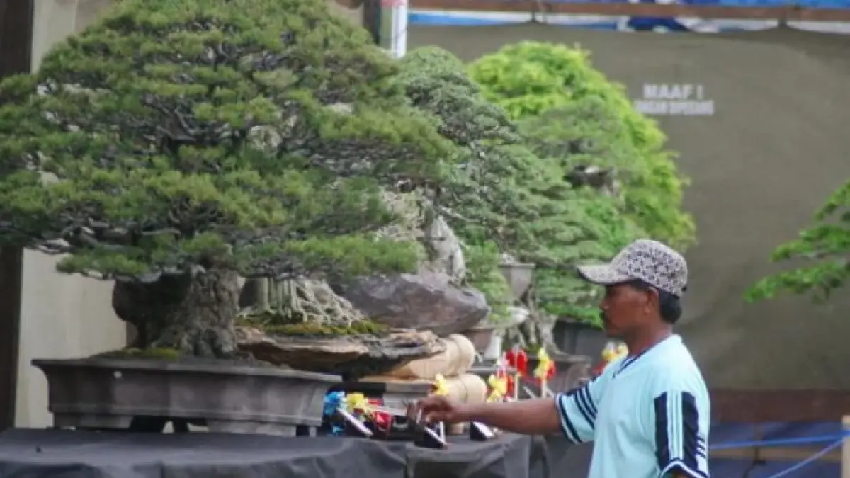 Foto ilustrasi bonsai tertua di Indonesia. (ANTARA)