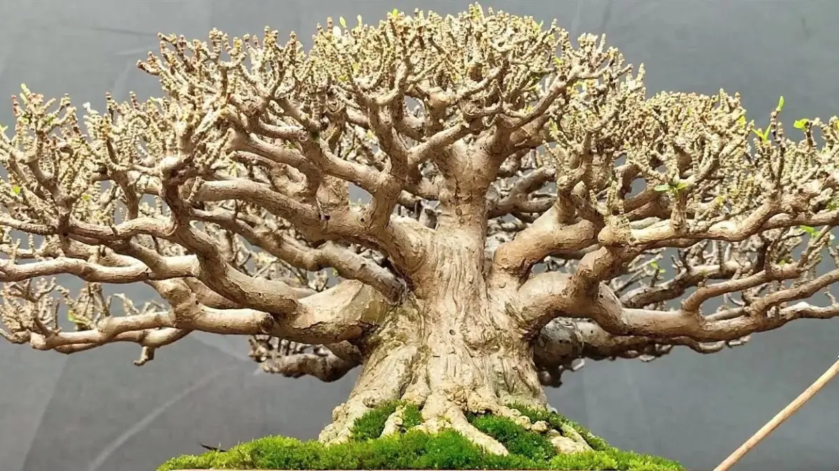 ILUSTRASi bonsai terindah di Indonesia. (RADAR MADIUN)
