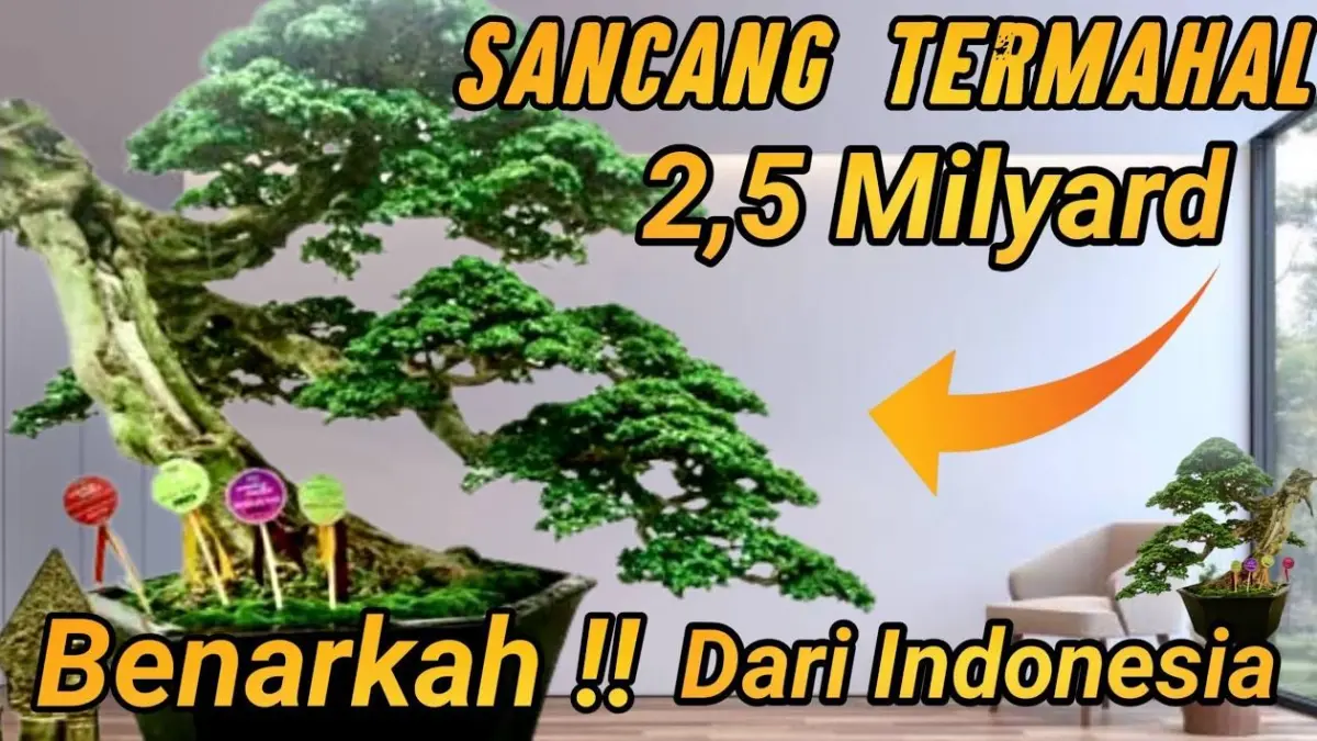 ILUSTRASI bonsai termahal di Indonesia. (YouTube Rhesa BONSAI) 