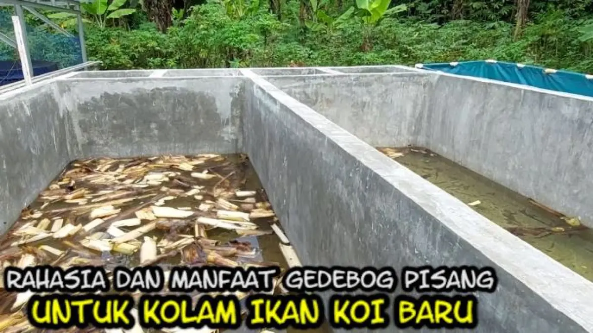 Manfaat pelepah pisang untuk kolam baru. (ILUSTRASI/YouTube KOI INDONESIA CHANNEL) 