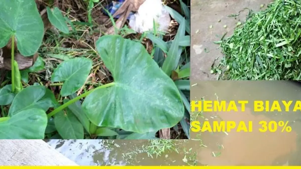 Pakan alternatif lele. (ILUTRASI)