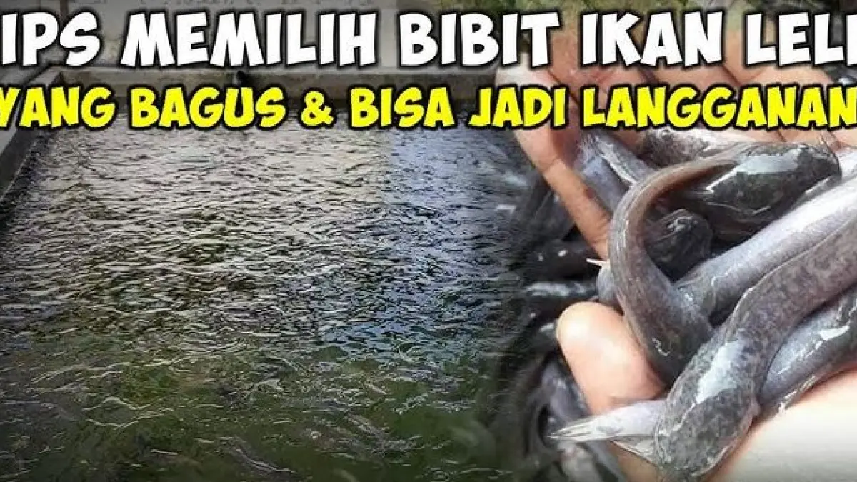 Tips memilih bibit lele untuk pemula. (ILUSTRASI/YouTube Nando Channel) 