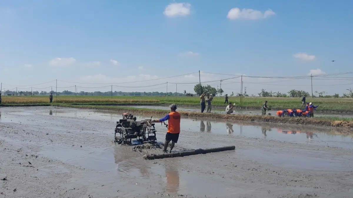 Aktivitas petani padi di Ngawi masih berjalan normal di tengah ancaman kemarau panjang. DOK RADAR NGAWI