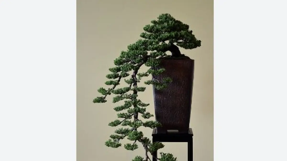 Bonsai Kengai. (ILUSTRASI)