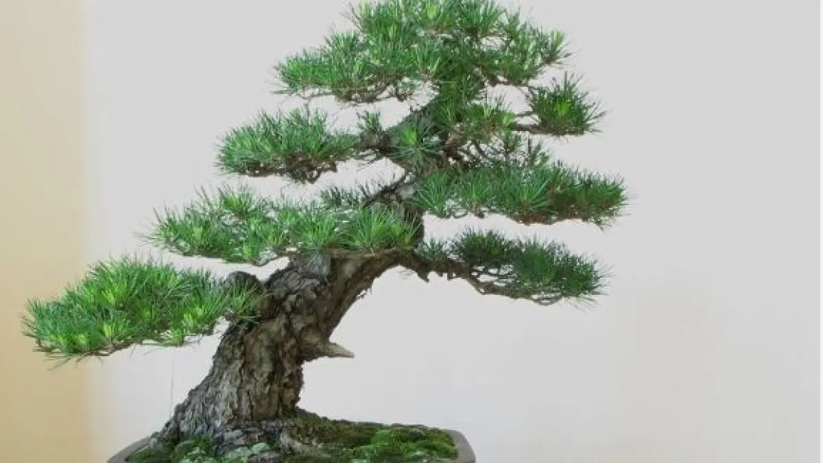 Bonsai Shakan. (ILUSTRASI)