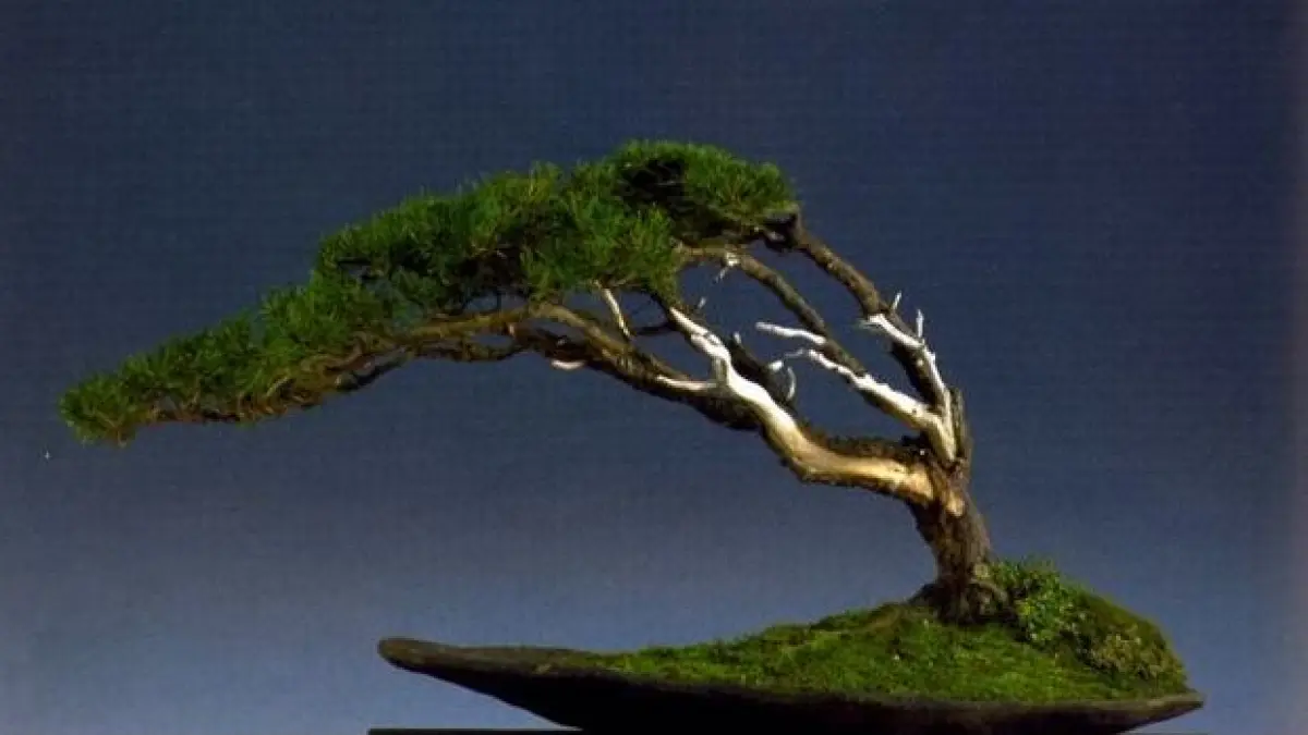 Gaya Bonsai Fukinagashi. (ILUSTRASI)