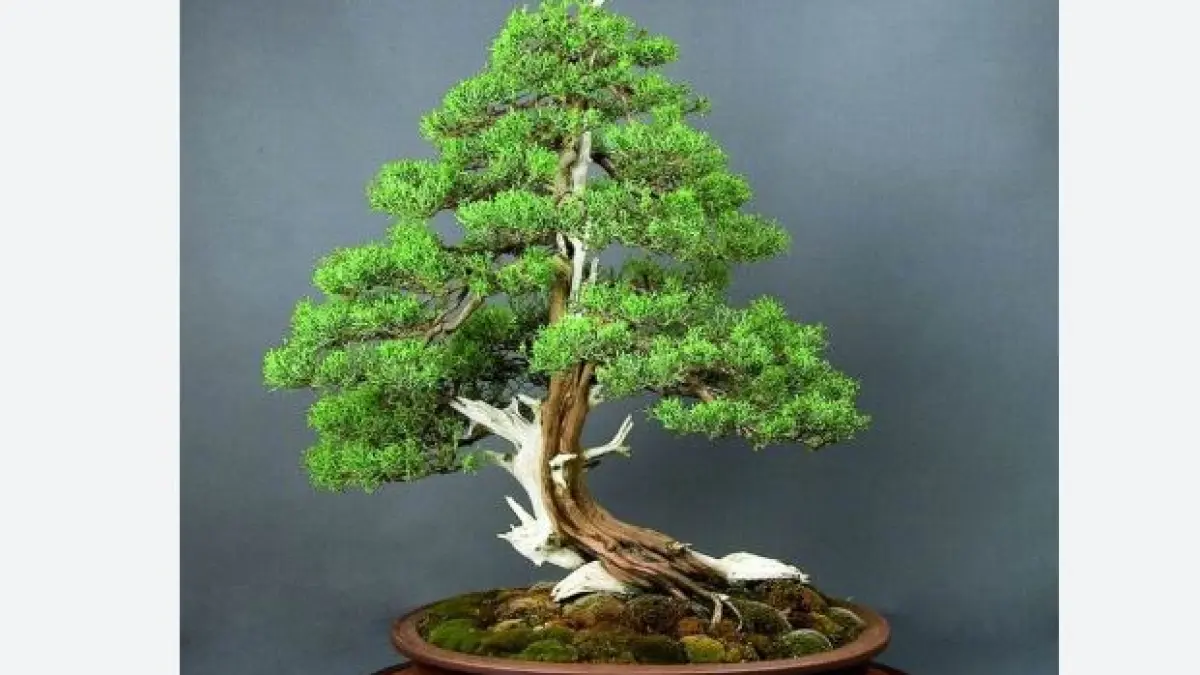 Gaya Bonsai Moyogi. (ILUSTRASI)