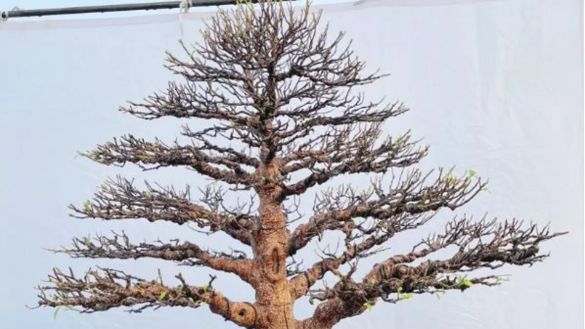 Mengenal Gaya Bonsai Chokkan. (ISTIMEWA)