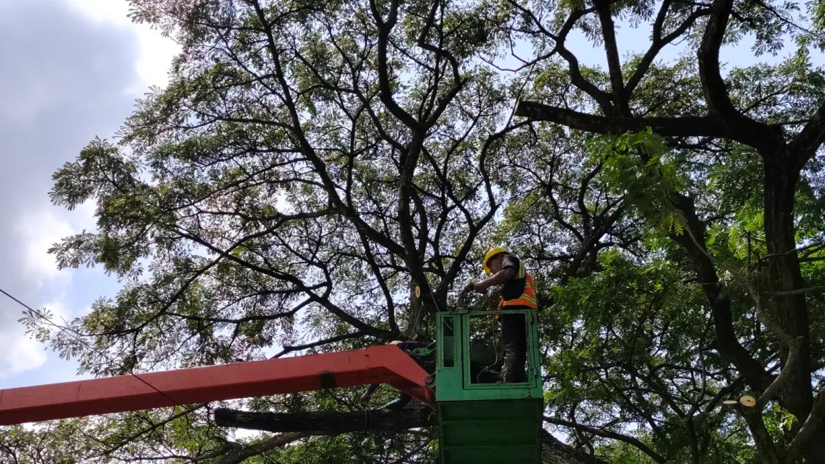 Petugas DLH Ponorogo memangkas pohon trembesi di Jalan Trunojoyo menggunakan truk skylift. SUGENG DWI N/RADAR PONOROGO