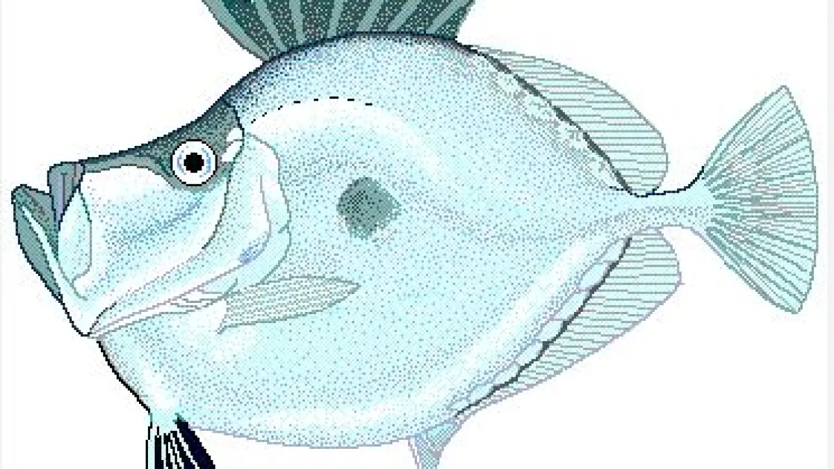 Ikan Dori. (ISTIMEWA)